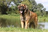 LEONBERG 424